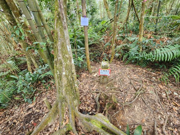 20251228溪頭山龍鳳山嶺頭山O型2992382