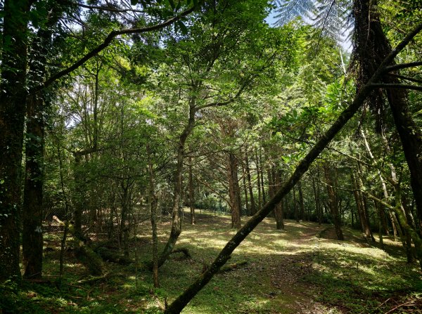 [淡蘭古道] 2026_0524 南路第四段_四堵古道(下)-四堵苗圃步道3070027