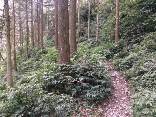 北大武-檜木森林462838