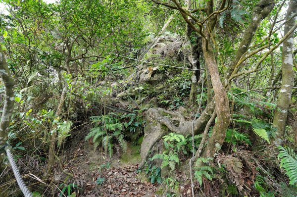 新北 烏來 烏來山、大桶山、四崁水山2829245
