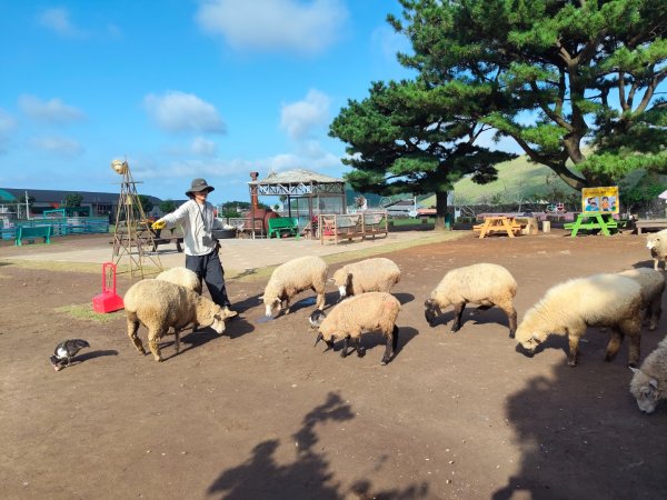 韓國濟州島：羊陀牧場：小羊肖恩2912545