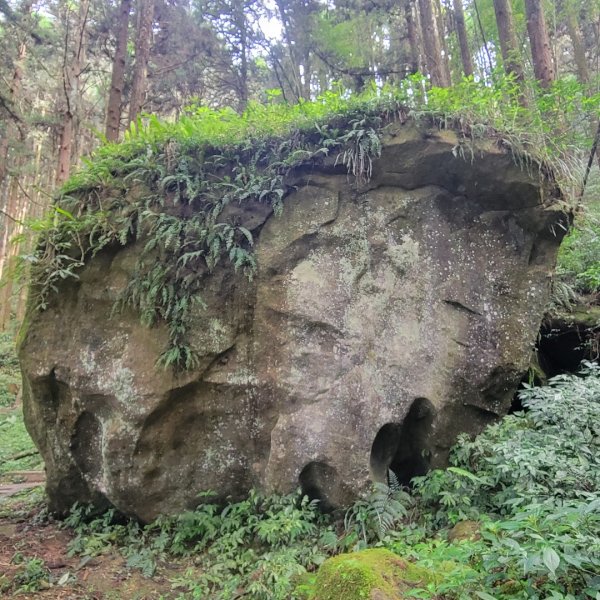 阿里山頂湖步道＞大凍山＞頂湖自然生態區2505511