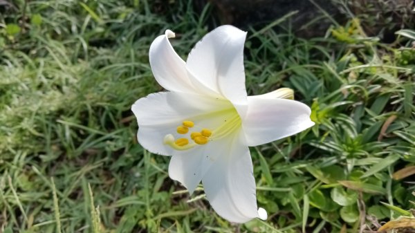貢寮區龍洞灣岬+金沙灣野百合花3049174