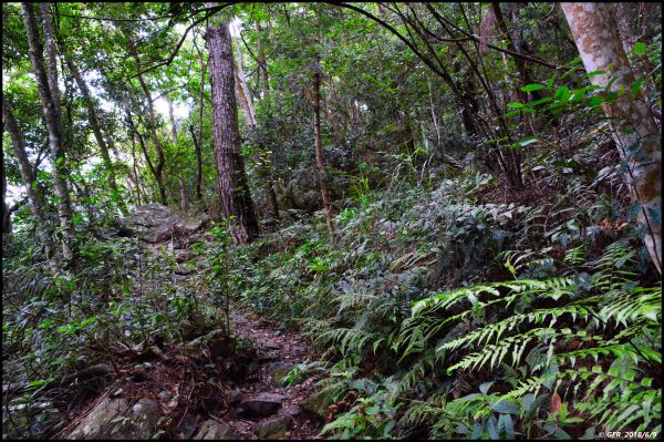 馬崙山..華麗的森林步道..谷關七雄 350416