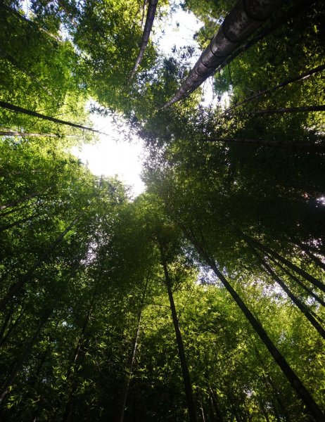 鳶嘴西稜O走（大崠山、長壽山、鳶嘴山）1073398