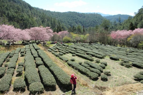 109.02.27 武陵農場(國光號)905439