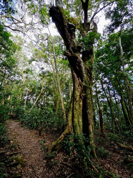 鳴海山-小百岳#71-高雄市茂林區2930860