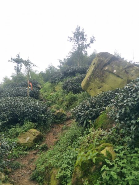 竹崙、志騰山步道(竹崙古道)1452929