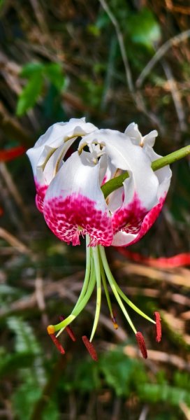 雲山水花鳥蝶-天龍國阿伯的日常 #艷紅鹿子百合 #大鳳蝶 #玉帶鳳蝶2863967