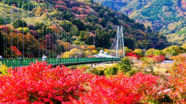 栃木縣紅葉谷大吊橋2930315