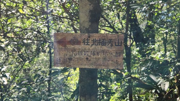 【中級山】插天山的奇幻世界，赫威山，赫威神木群步道2741333