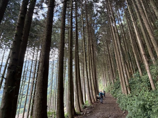 1150619屋我尾山北峰-屋我尾山主峰-屋我尾林道O繞3078486