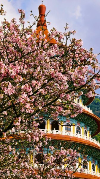 #綠繡眼 訪花 #吉野櫻 #天元宮 #楓樹湖 03162736751