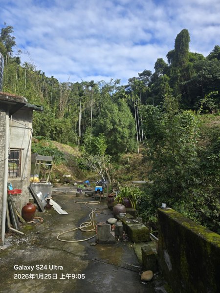 2026-01-25微笑山線：【天上山系】望月亭桐花段2988201