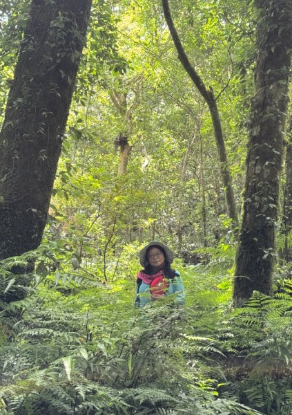 八五山古道賞九穹奇樹 尋鳥嘴下山（煤源山）2803363