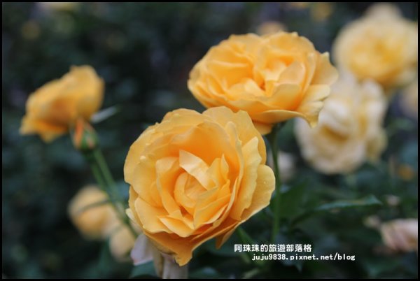 雅聞七里香玫瑰森林玫瑰季。浪漫歐式庭園930350