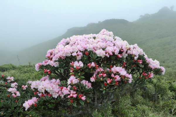 霧裡看花/這一季的東峰杜鵑597639