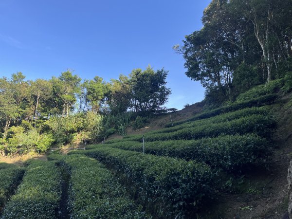 [淡蘭古道] 2025_0802 南路第四段2850816