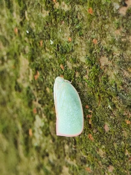 福源山步道-鶯歌大榕樹平台2847763