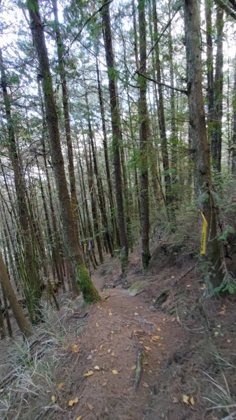 武法奈尾山1946743