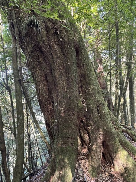 雪見大板根2959270