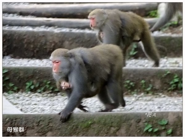 溪頭/山芙蓉之旅712612