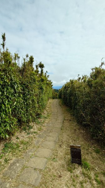 20260125 陽明山前後山健行(無極天元宮~山仔頂步道.向天池.向天山.面天山.二子坪)2998024