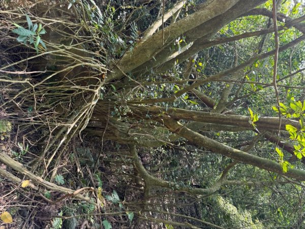 20250518 玉桂嶺山 》司公髻尾山 》九芎坑山》 豬厝步道口  （ 大坪產道）2791940