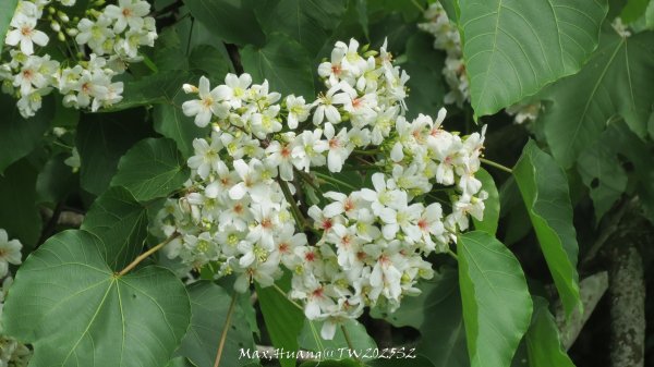 《苗栗》桐花茶園｜四月雪小徑登慈濟山三義山202504272771194