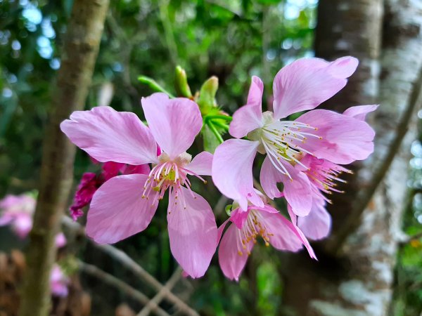 走入迷霧森林，遇見海芋精靈865514