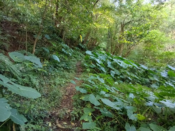 汐止區北港山+拱北殿楓情O型2976024