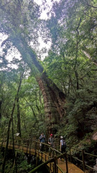 司馬庫斯巨木步道2861089