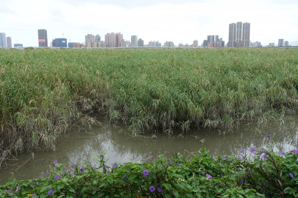 龍山河濱公園．玉泉公園1124266