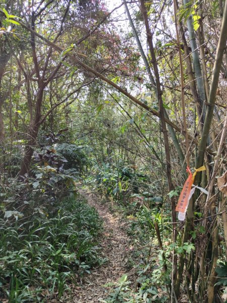 2024.03.17 竹東三山連走2900085