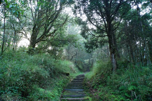 宜蘭 大同 望洋山、翠峰湖步道、山毛櫸步道2880723