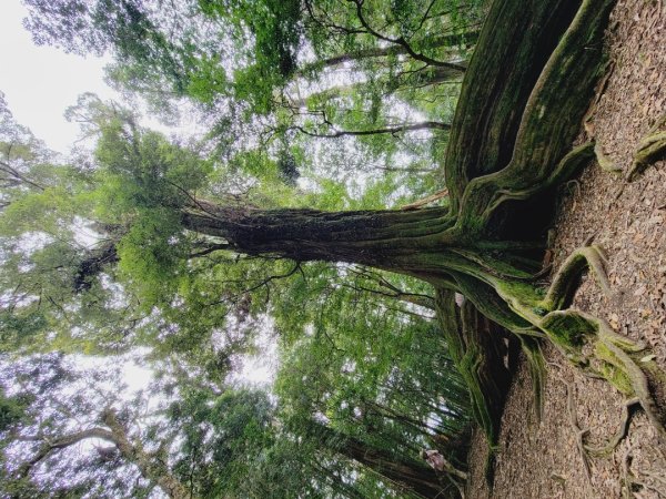 雪見大板根-202502222859819