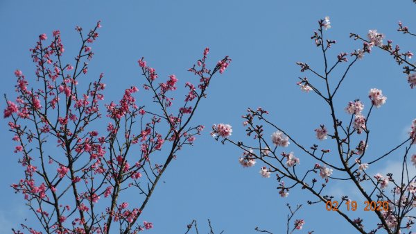 再度槓龜散步巡田水-雲山水841754