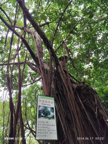 大安森林公園【走路趣尋寶，全臺齊步走】2529441