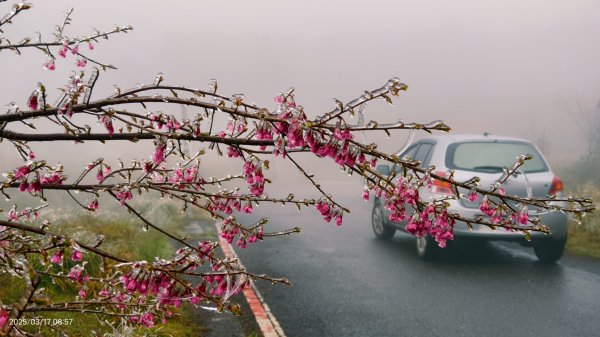 #望洋山 #太平山觀雲步道 #霧淞 #雲海 #帝雉 3/172737654