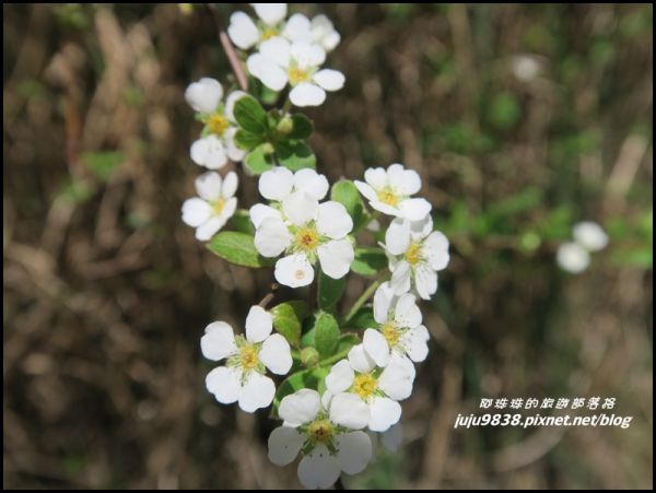 武陵農場捉住紅粉佳人的浪漫尾巴283730