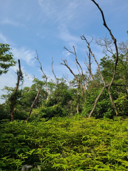挑炭古道(三通嶺古道)+慈濟山步道2780431