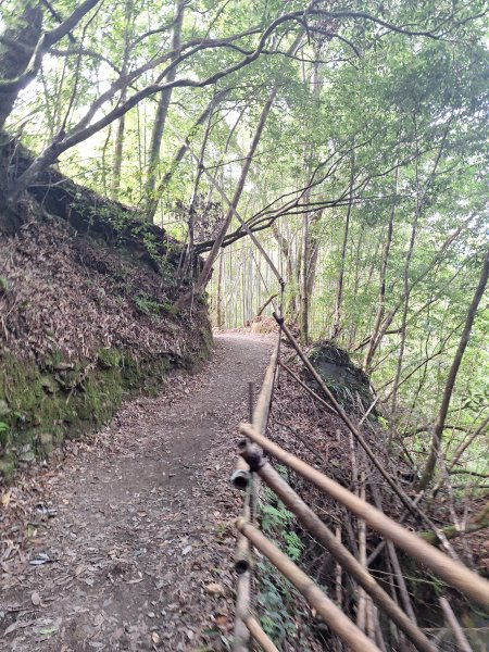 司馬庫斯神木步道順遊司立富瀑布11508023116732