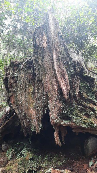 《台中》魔幻森林｜橫嶺山沙蓮山O型202104301367190