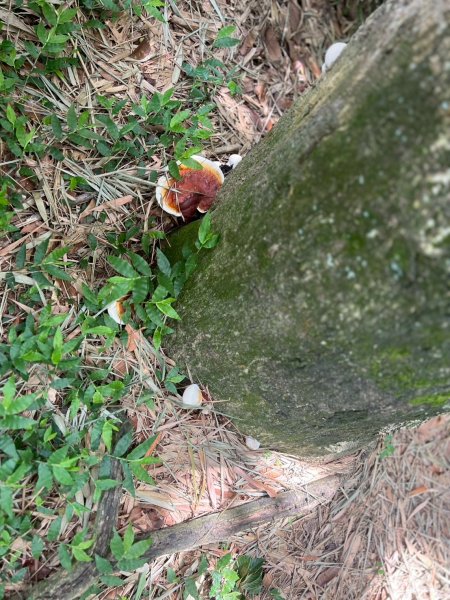 🌈6/22(日) 南投-中興新村-虎山步道✨FB：熊熊趴爬走🌈2818319