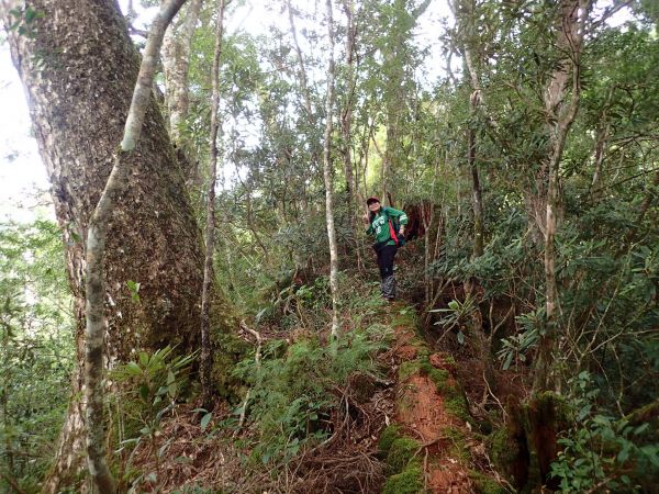 桃園復興區 低陸山 (鐵立庫山)157486