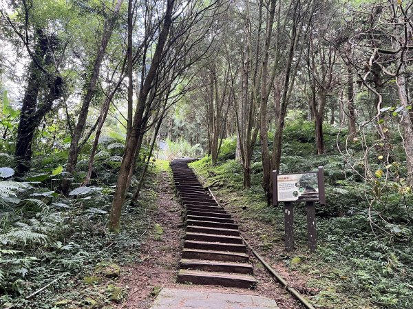 [山頂鳥40周年會員大縱走-13/15] 2024_0804 東眼山自導式步道2565415