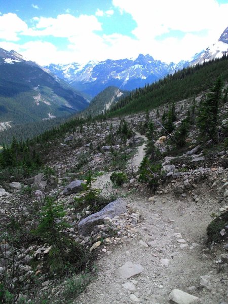 Iceline Trail (YOHO 加拿大幽鶴國家公園)2634593