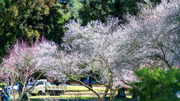 《踏莎行・武陵山櫻》2712461