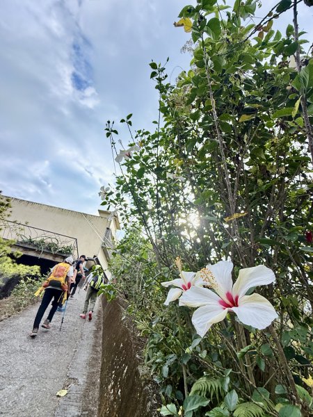 二尖.大尖山悠遊--好友再聚的茶園餘韻   2026.01.182985471