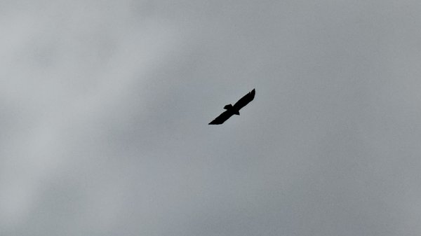 鳶嘴山+稍來神木2709867